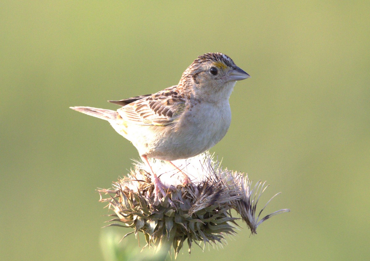 Grasshopper Sparrow - ML622308718