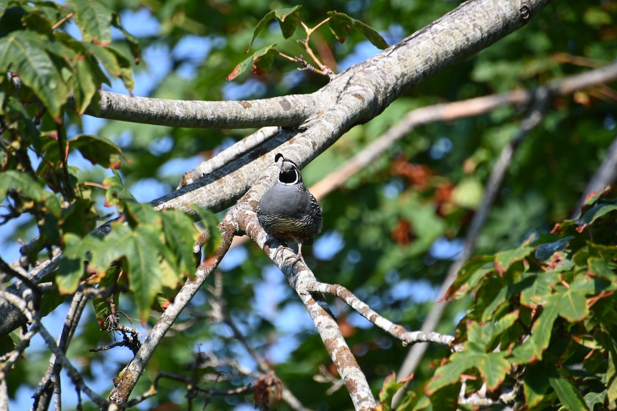 California Quail - ML622308719