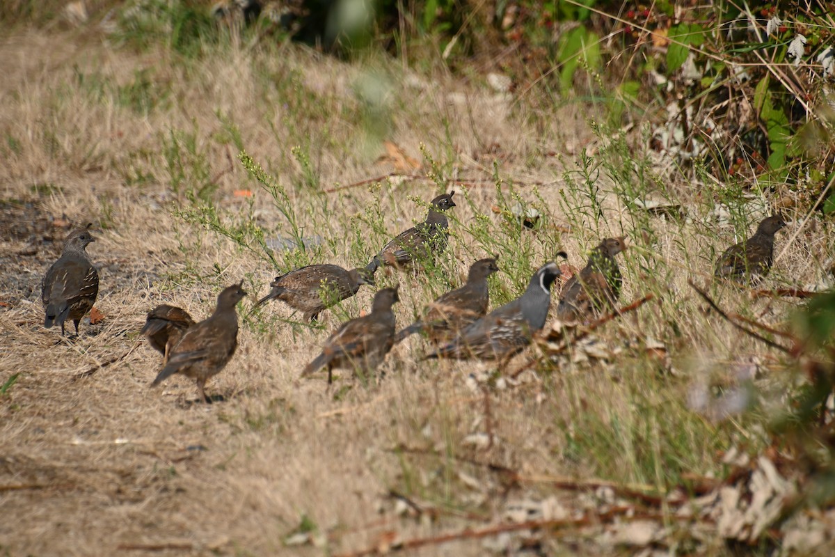 California Quail - ML622308722