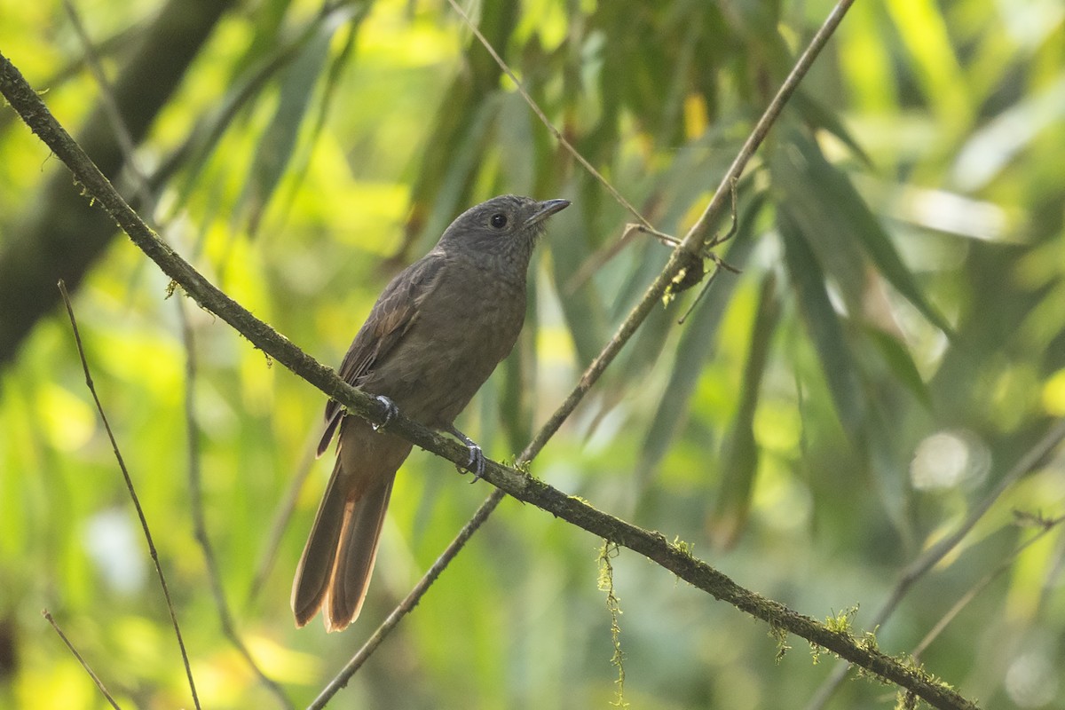 Cinnamon-vented Piha - ML622308723