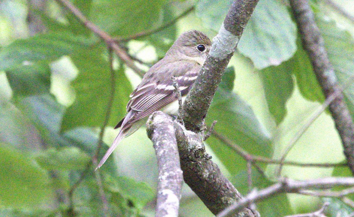 Acadian Flycatcher - ML622308725