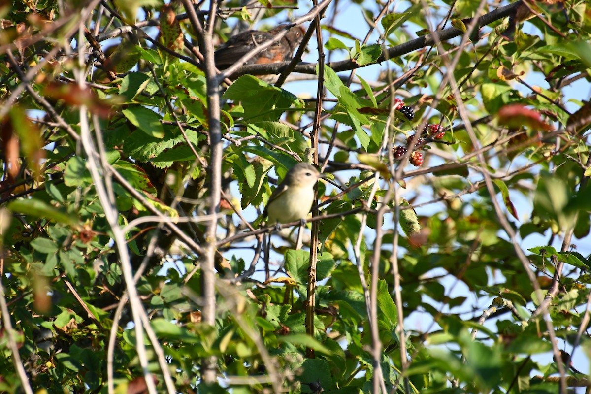 Warbling Vireo - ML622308796