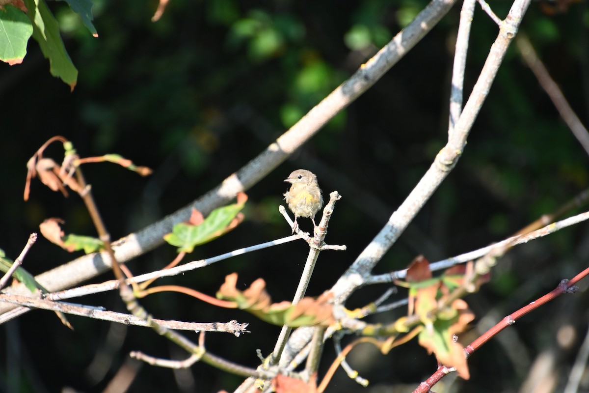 Warbling Vireo - ML622308800