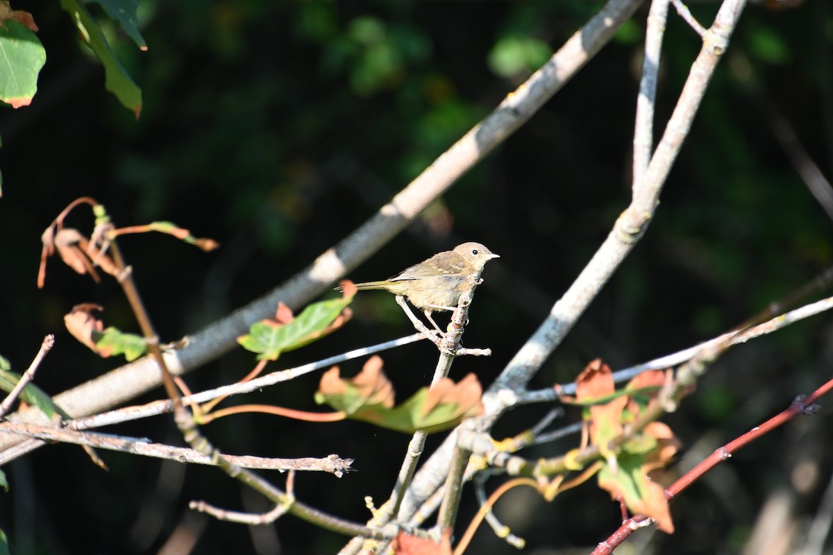 Warbling Vireo - ML622308804