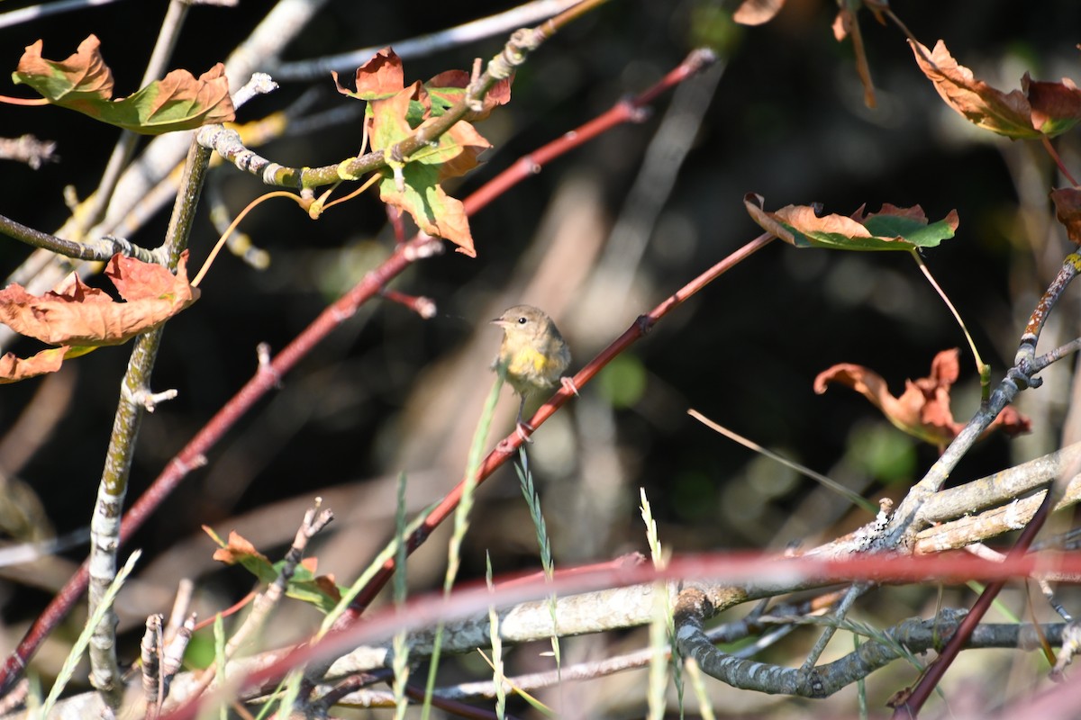 Warbling Vireo - ML622308817