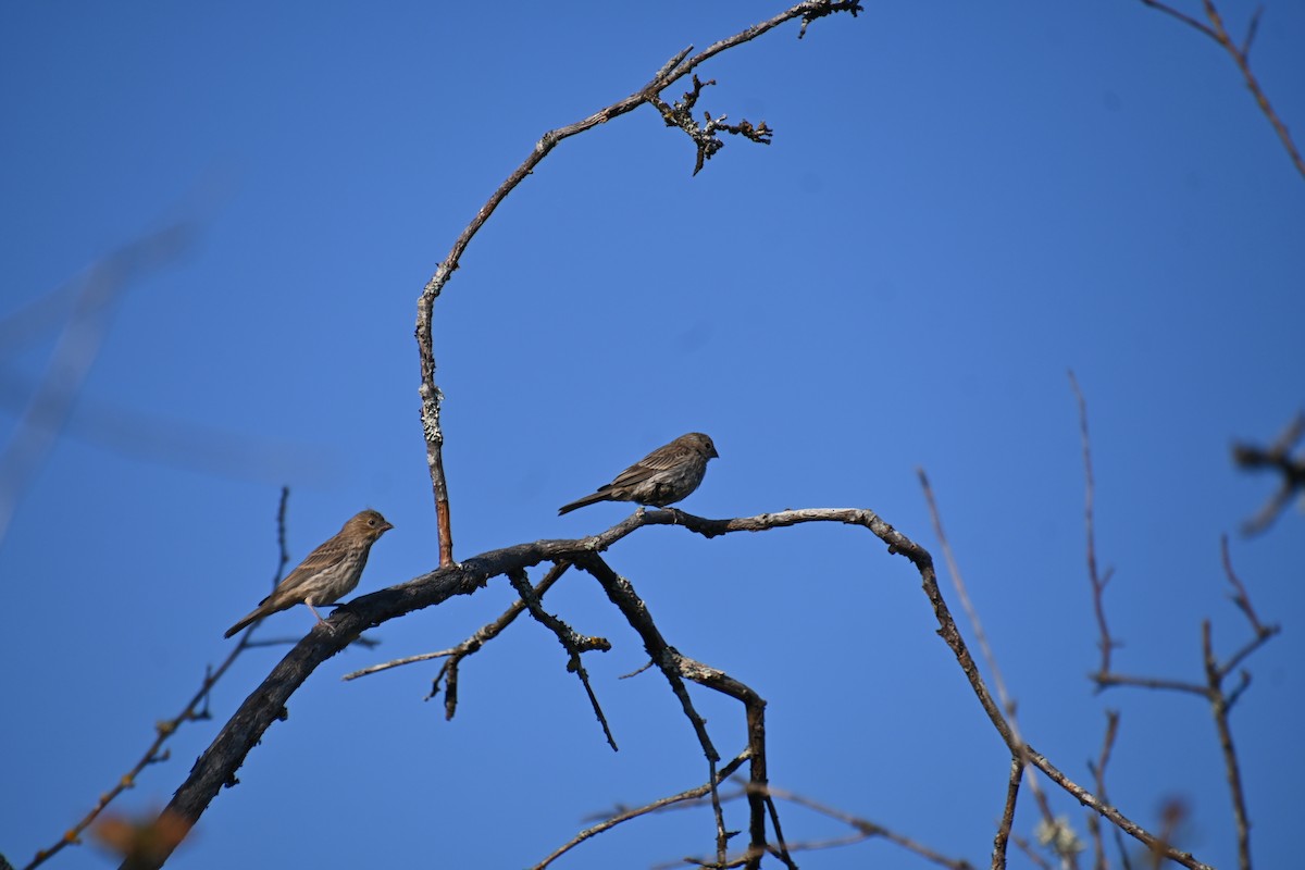 House Finch - ML622308822