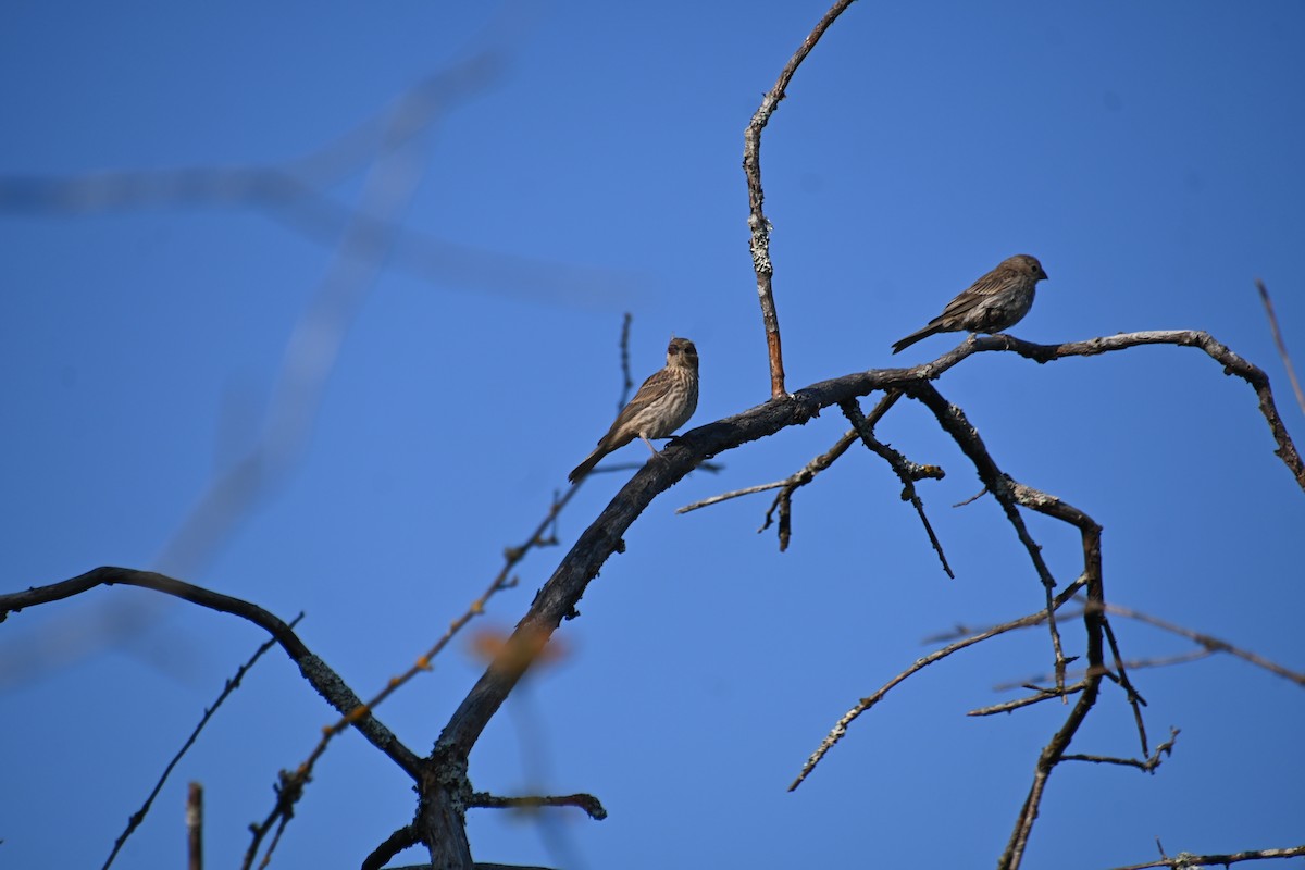 House Finch - ML622308829