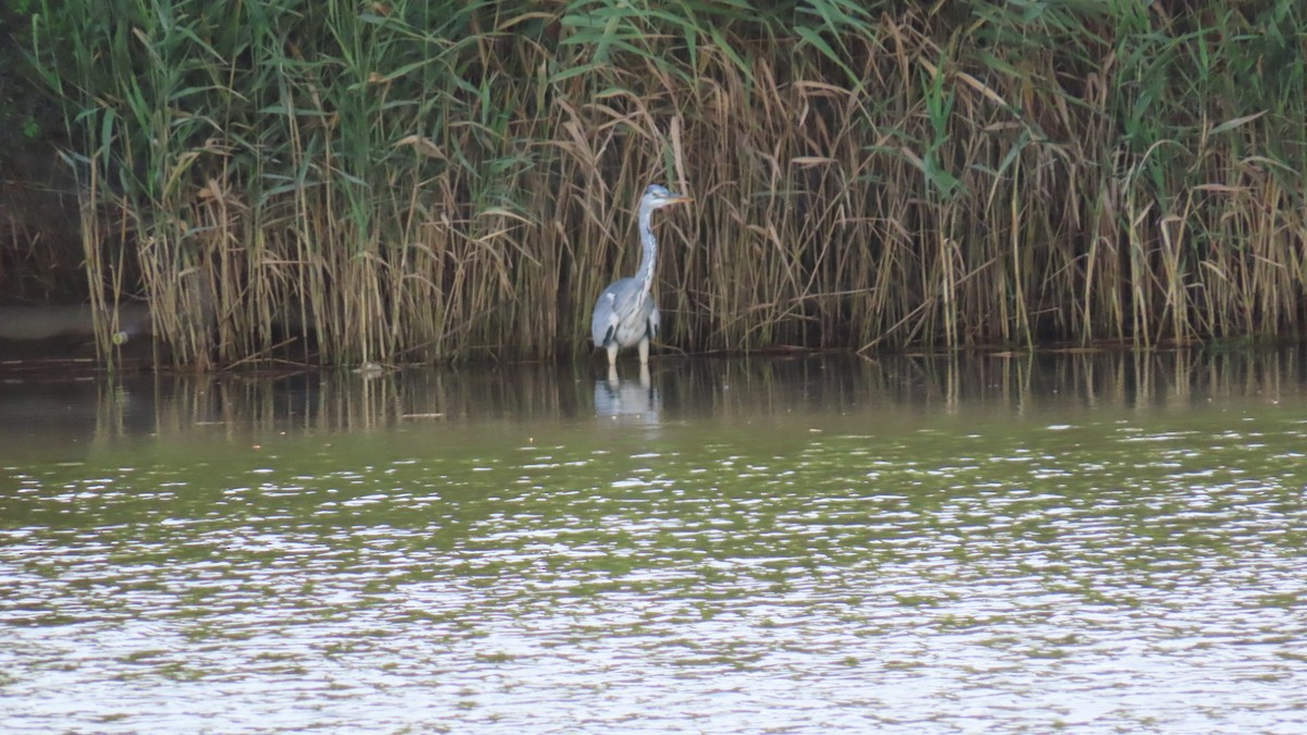 Gray Heron - YUKIKO ISHIKAWA