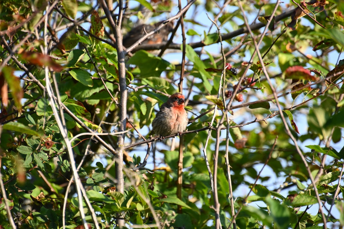 House Finch - ML622308844