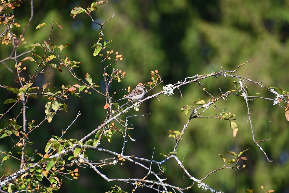 Chipping Sparrow - ML622308852