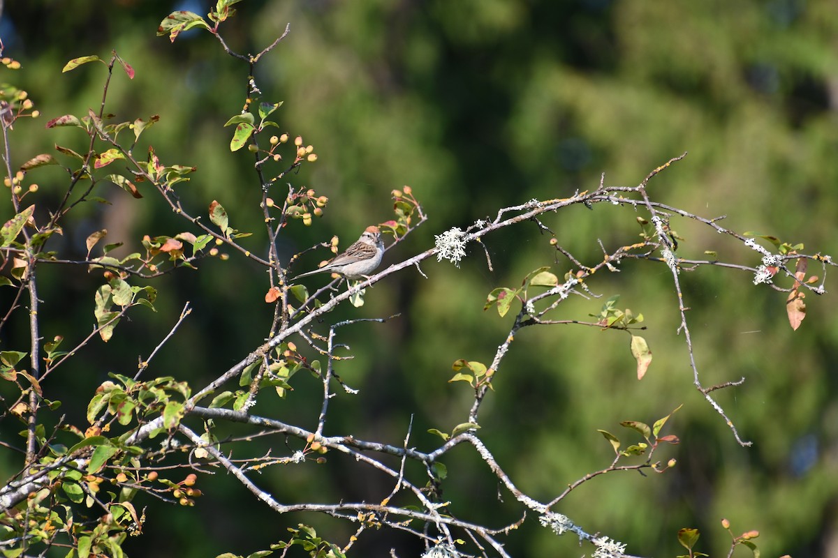 Chipping Sparrow - ML622308861