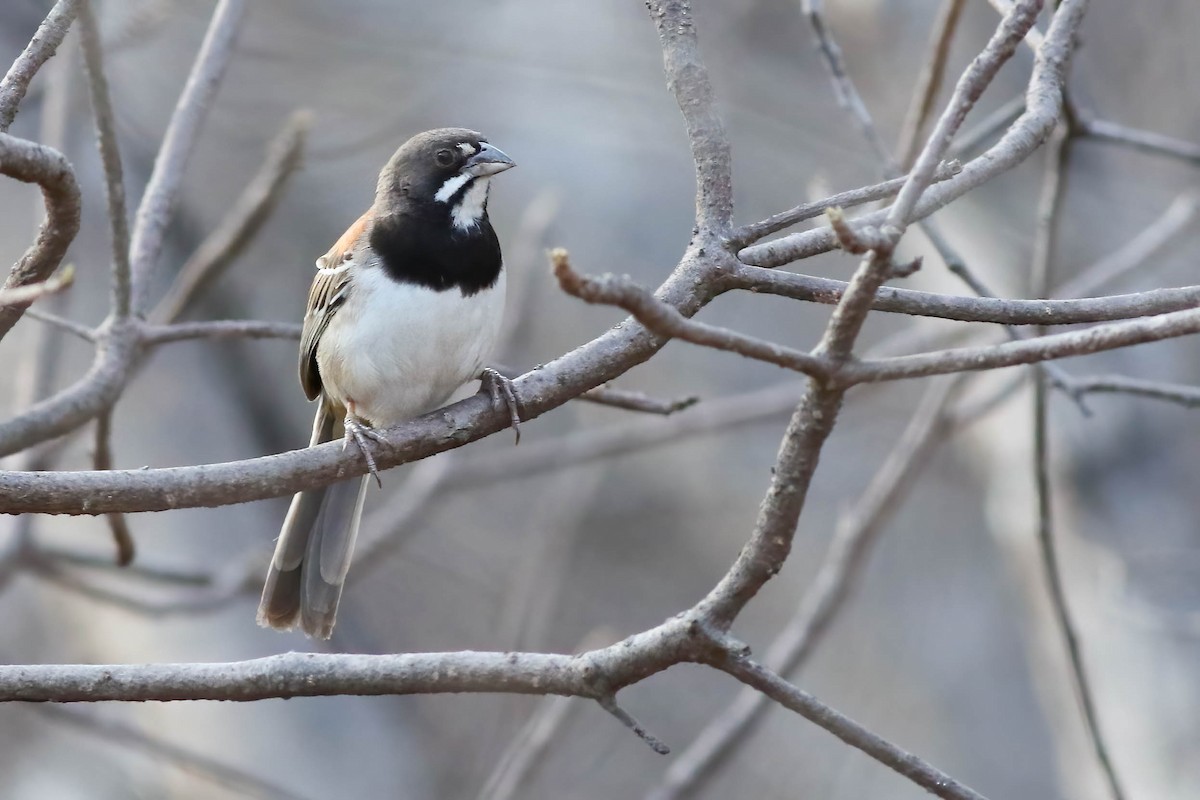 Black-chested Sparrow - ML622308872