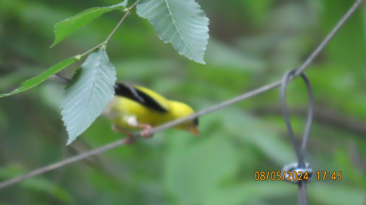 American Goldfinch - ML622308903