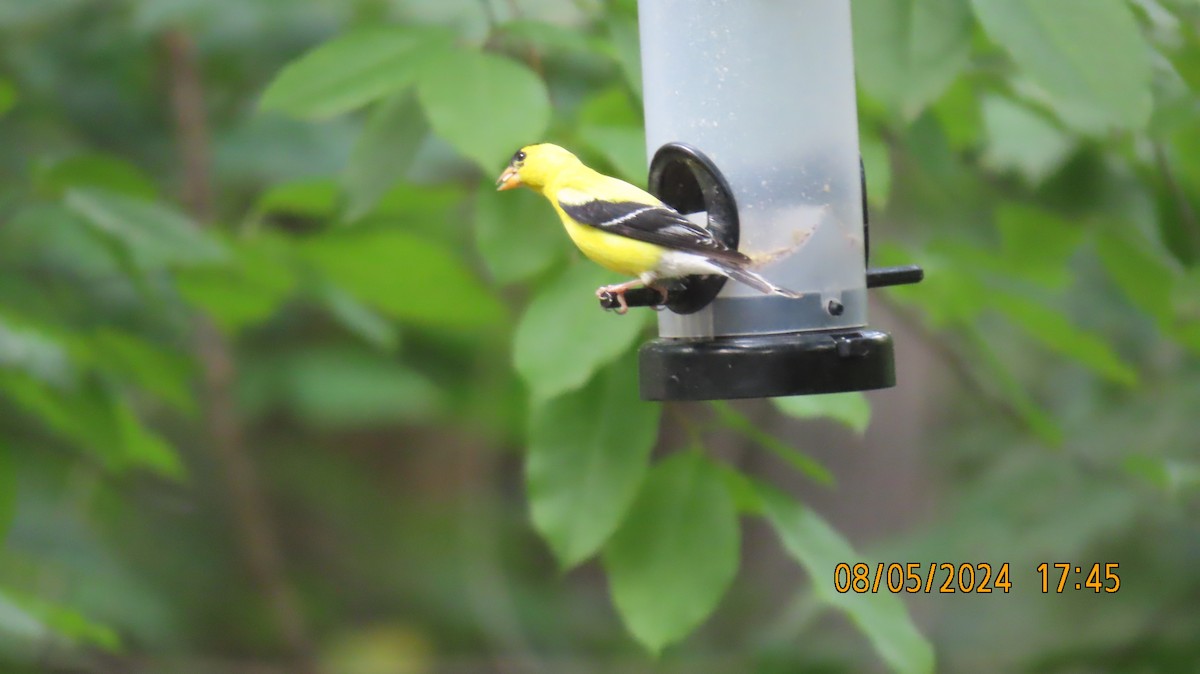 American Goldfinch - ML622308904