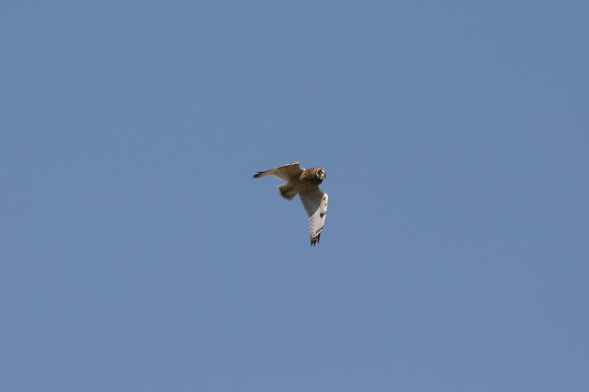 Short-eared Owl - ML622309002