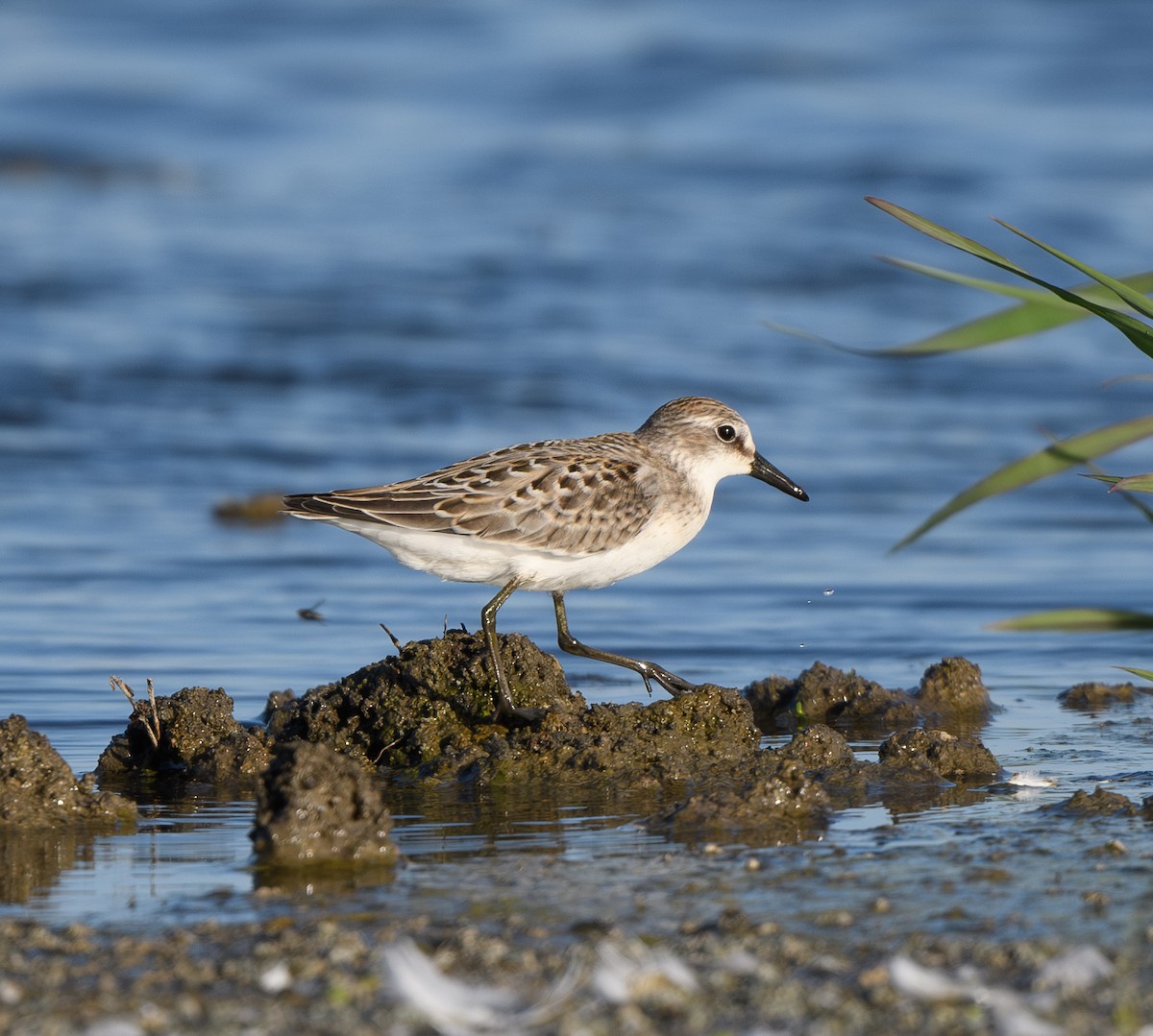 eBird Checklist - 7 Aug 2024 - Yolo Bypass Wildlife Area - 45 species