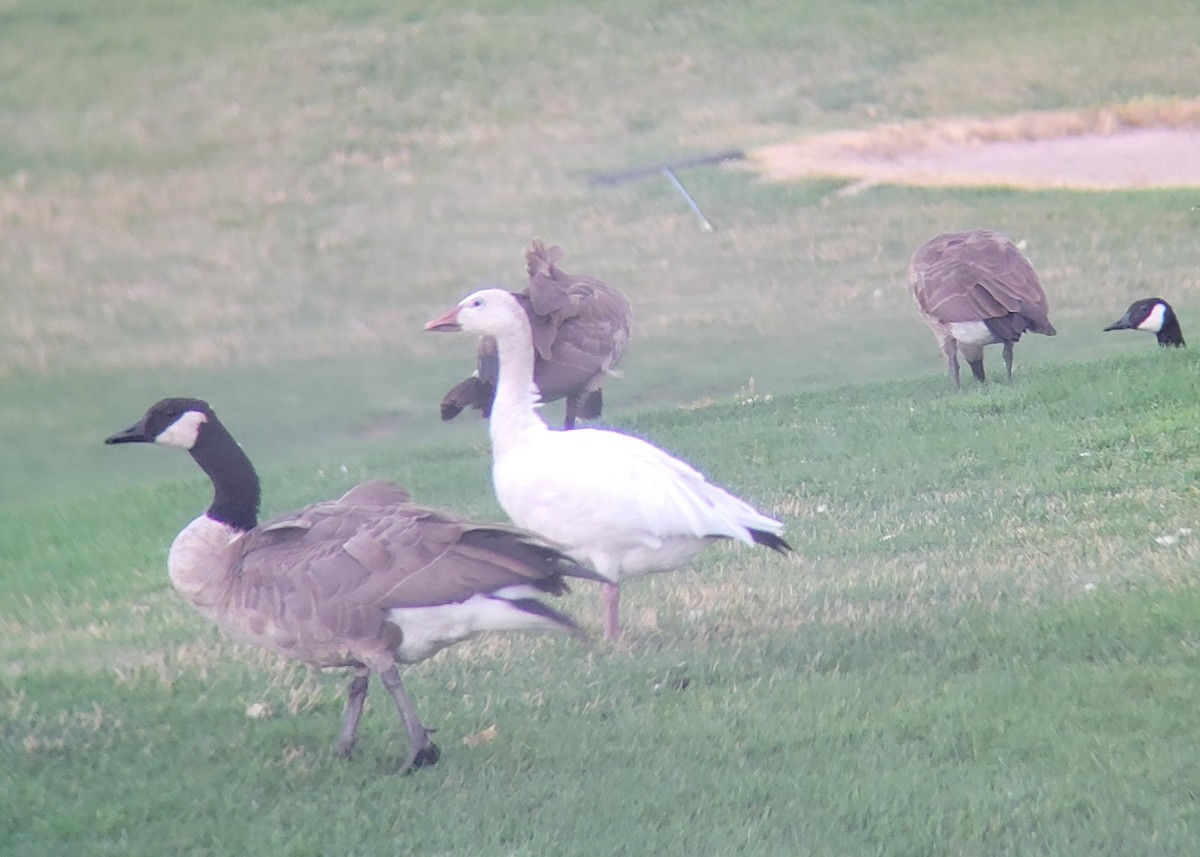 Snow Goose - ML622309134