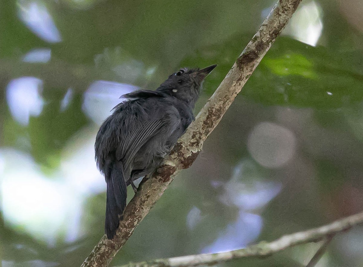 Cinereous Antshrike - ML622309136