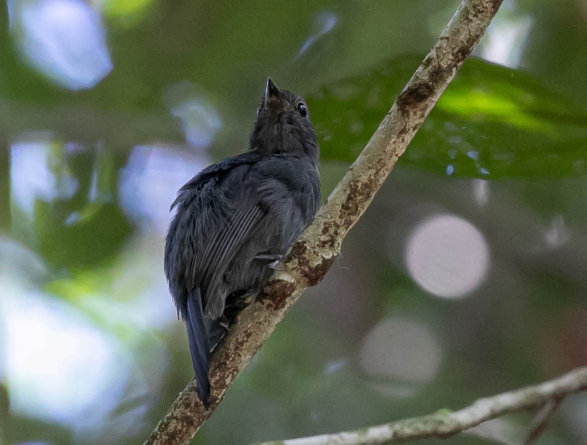 Cinereous Antshrike - ML622309138