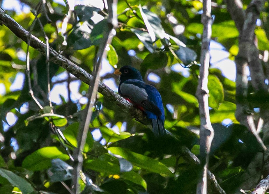 Green-backed Trogon - ML622309162