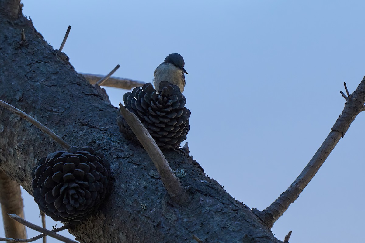 Pygmy Nuthatch - ML622309267