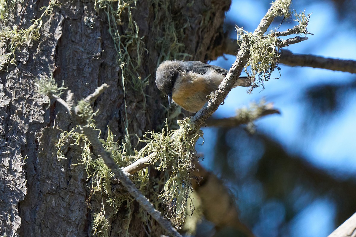 Pygmy Nuthatch - ML622309268