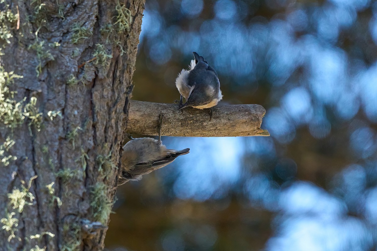 Pygmy Nuthatch - ML622309269
