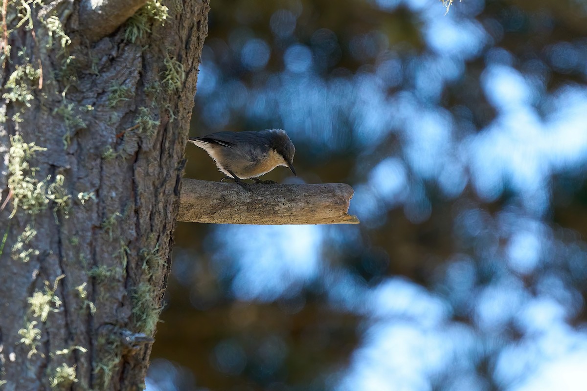 Pygmy Nuthatch - ML622309270
