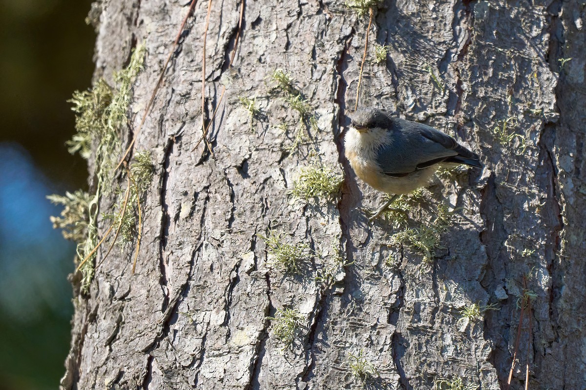 Pygmy Nuthatch - ML622309275