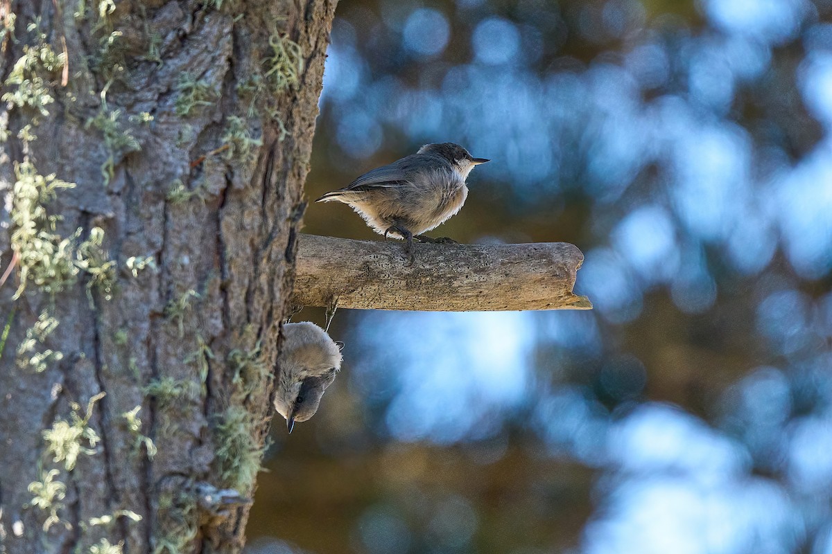 Pygmy Nuthatch - ML622309276