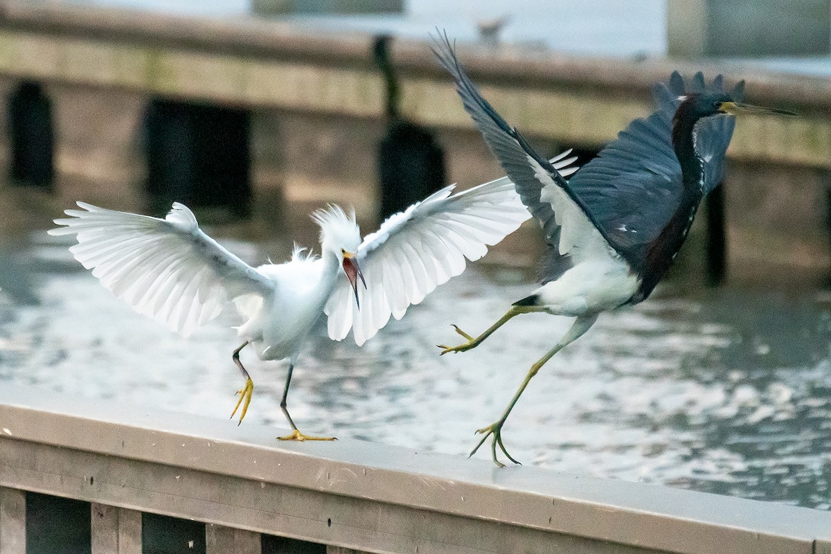 Tricolored Heron - ML622309279