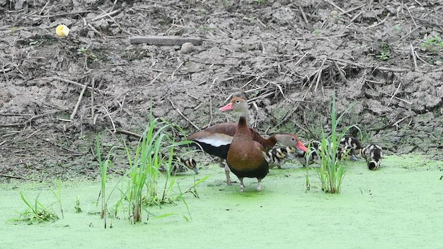 Black-bellied Whistling-Duck - ML622309344