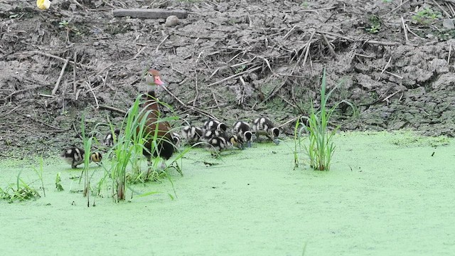 Black-bellied Whistling-Duck - ML622309350