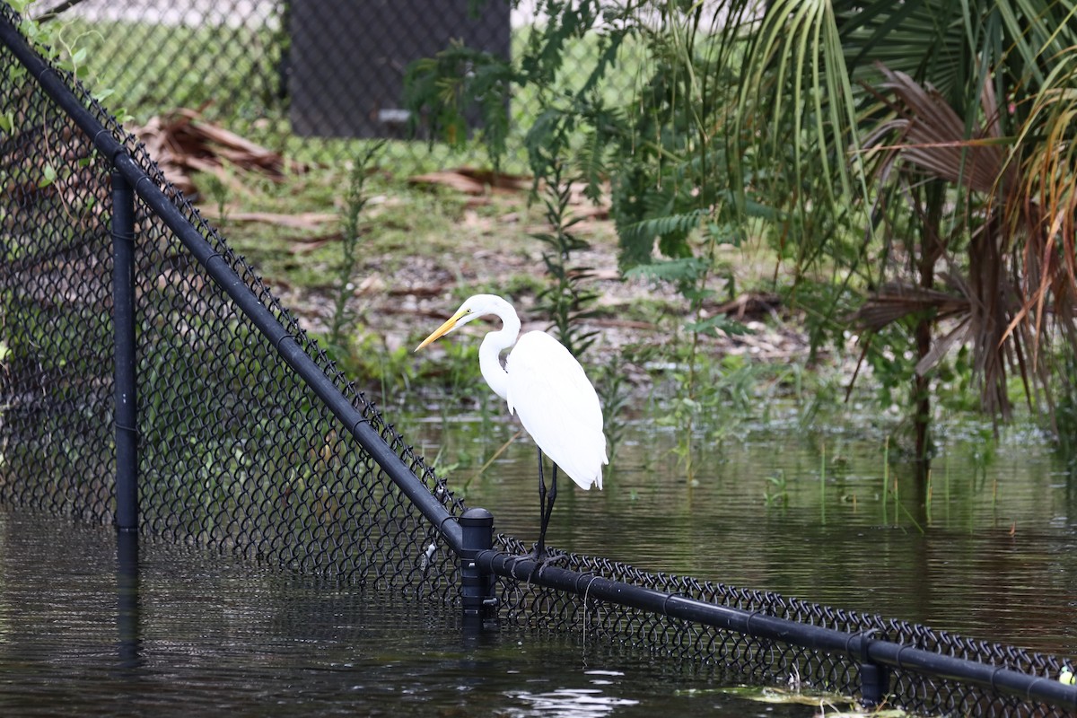 Great Egret - ML622309369