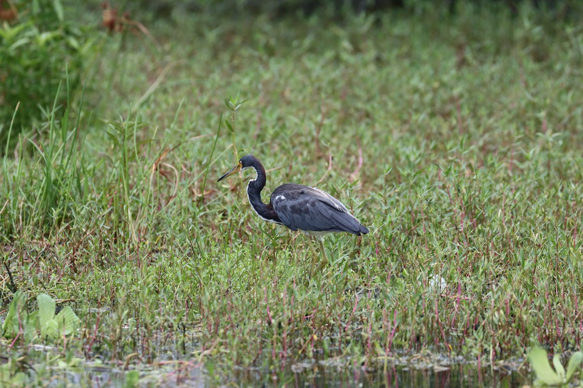 Tricolored Heron - ML622309377