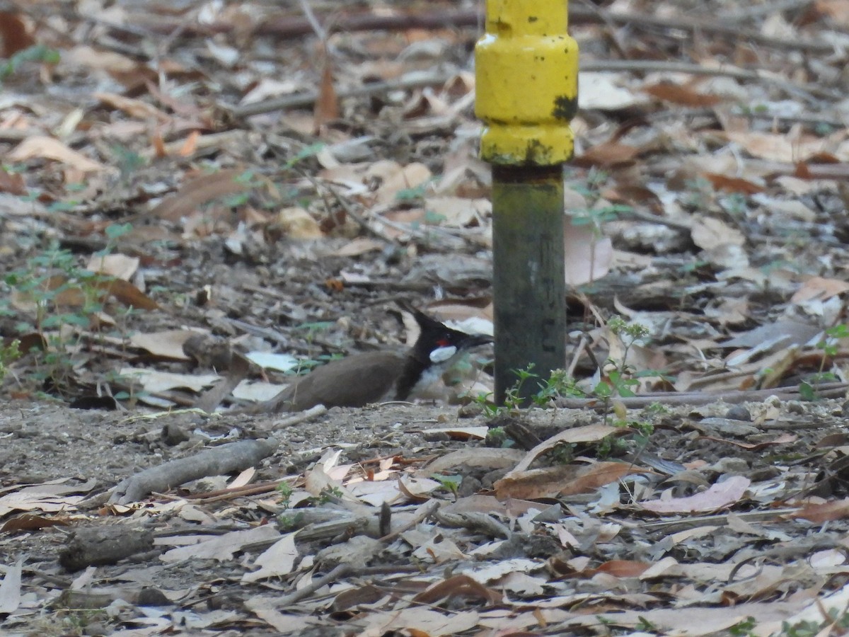 Red-whiskered Bulbul - Ralph Carlson