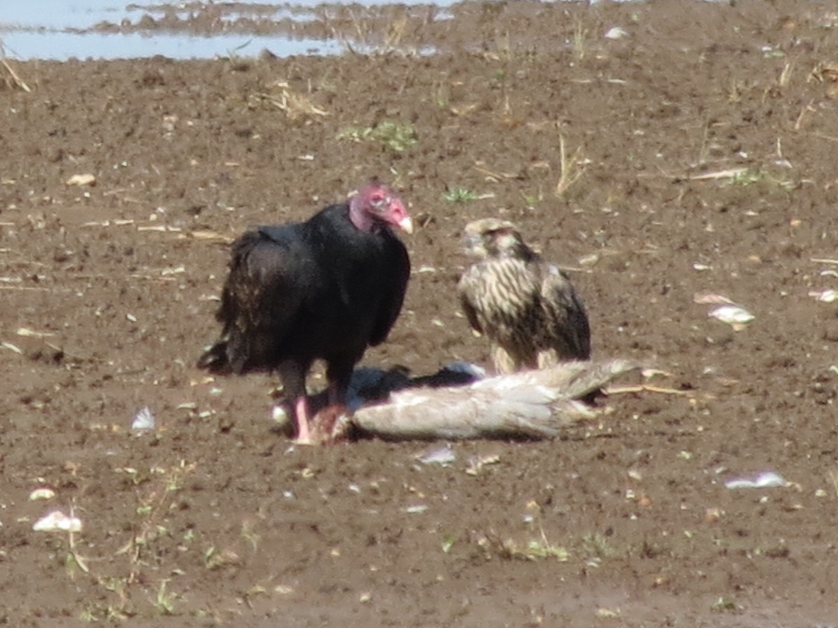 Peregrine Falcon - ML622309453