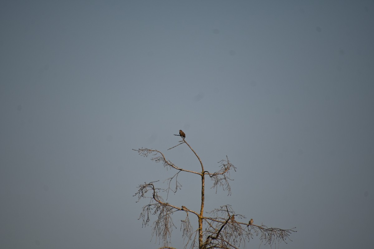 Red-winged Blackbird - ML622309477