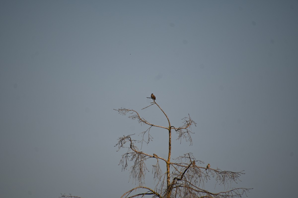 Red-winged Blackbird - ML622309479