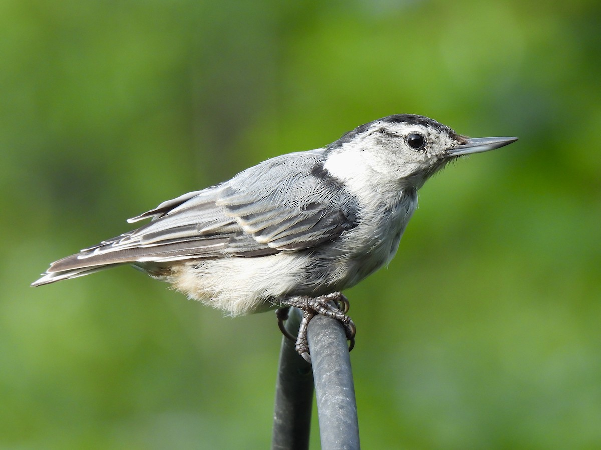 White-breasted Nuthatch - ML622309663