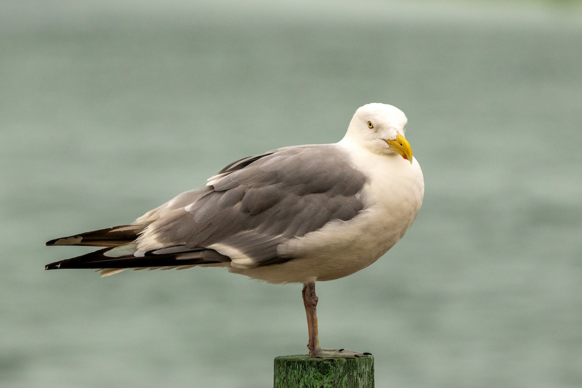 Herring Gull (American) - ML622309693