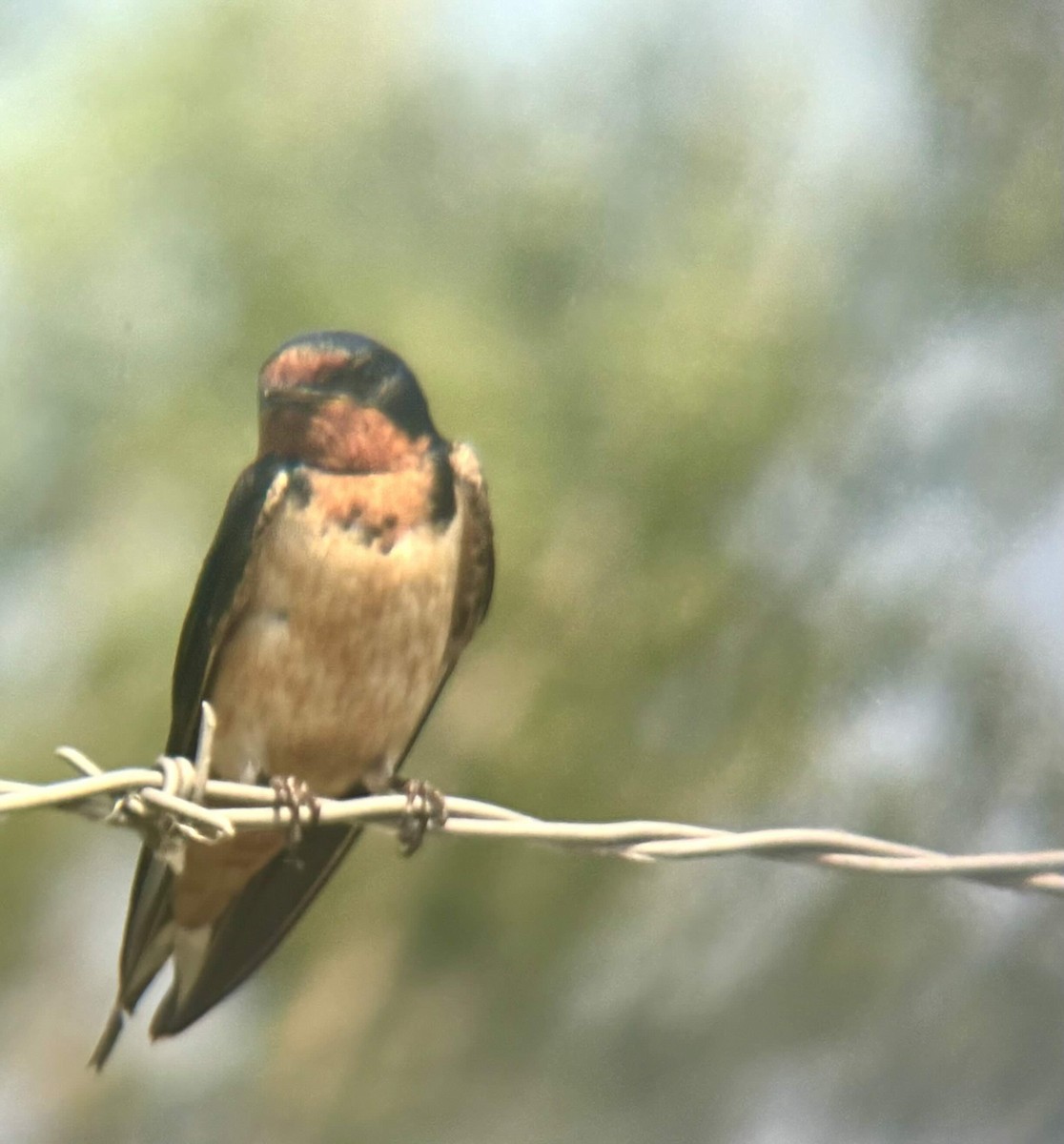 Barn Swallow - ML622309865