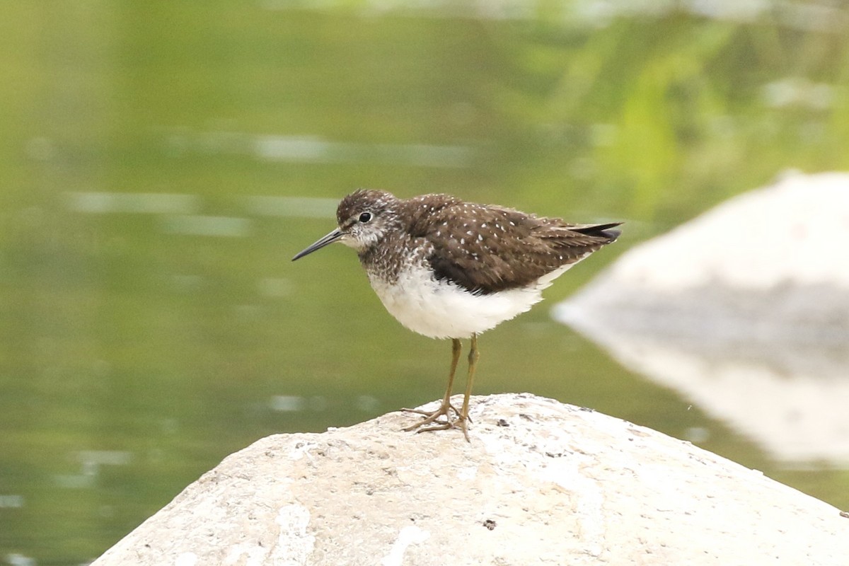 Solitary Sandpiper - walter sliva