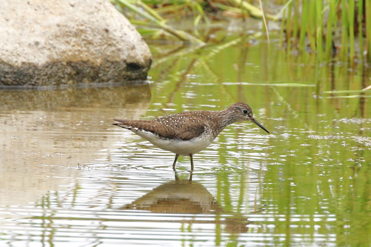 Solitary Sandpiper - ML622309887