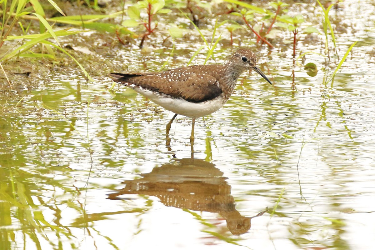 Solitary Sandpiper - ML622309888