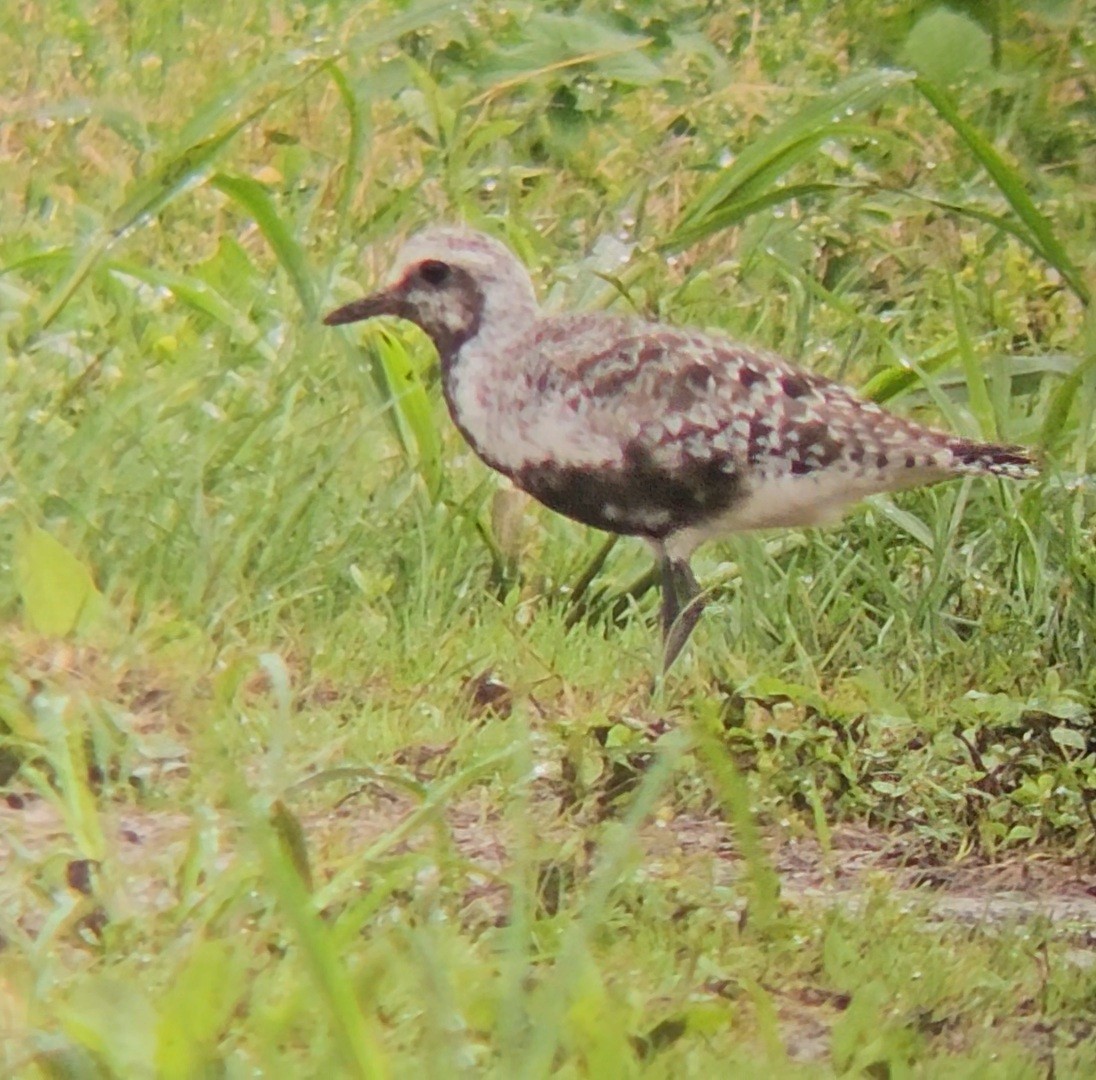 Black-bellied Plover - ML622309951