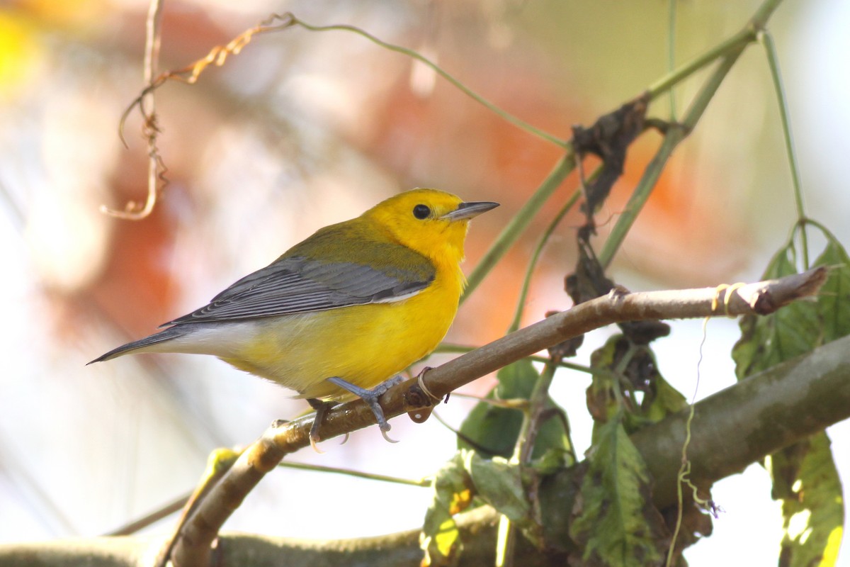 Prothonotary Warbler - ML622309997