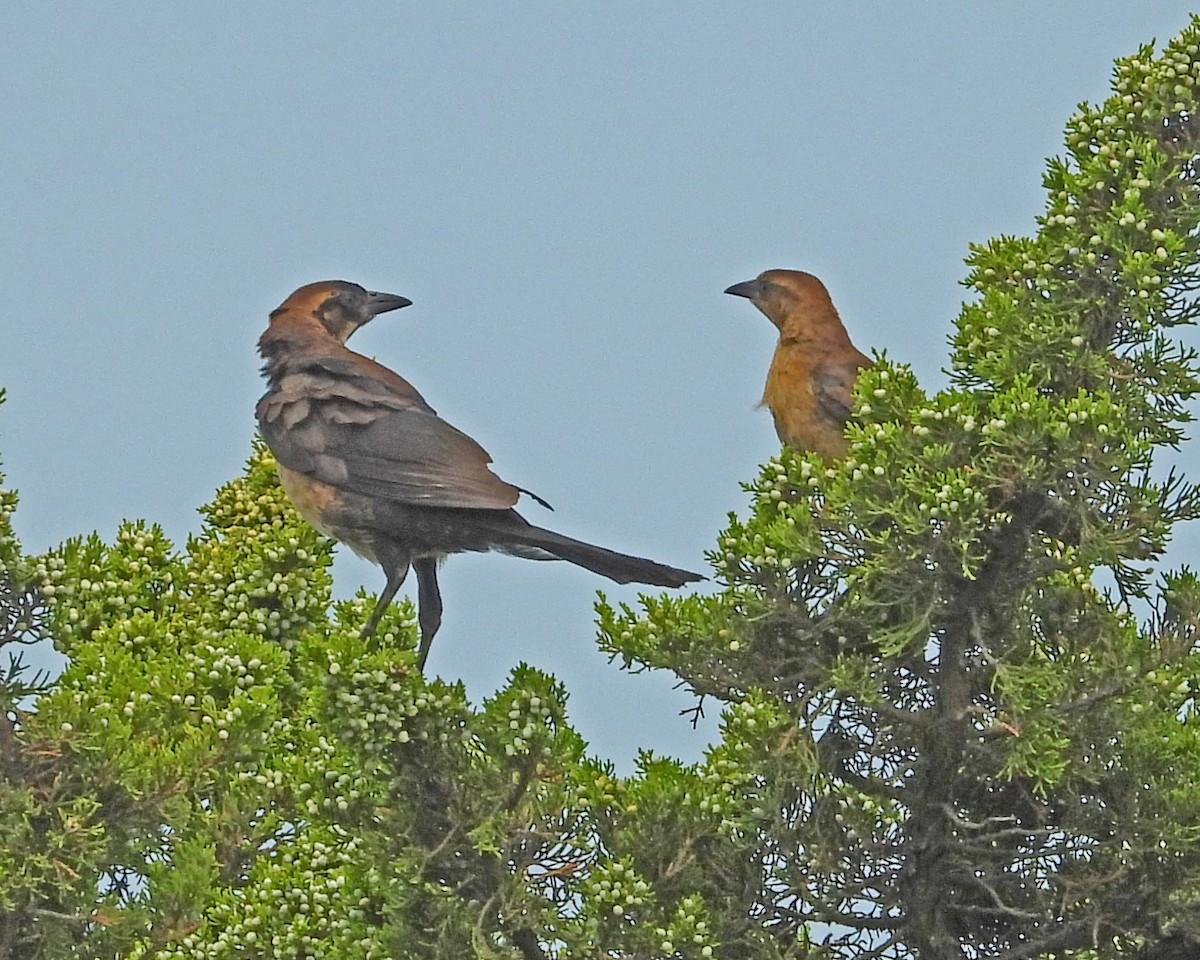 Boat-tailed Grackle - ML622310137