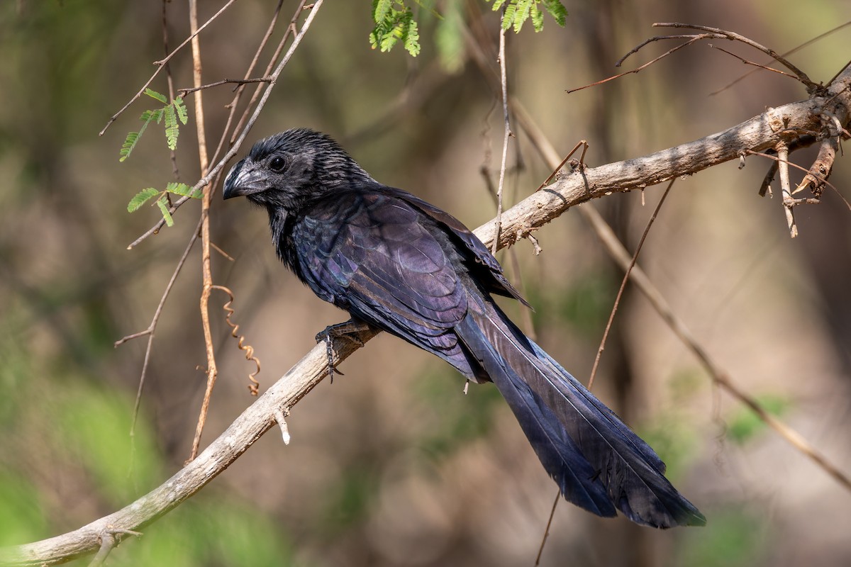 Groove-billed Ani - ML622310207