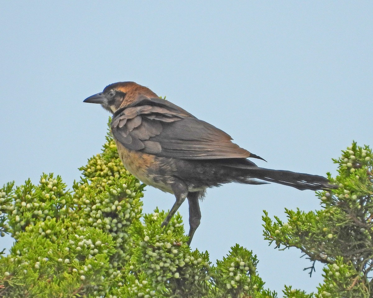 Boat-tailed Grackle - ML622310209
